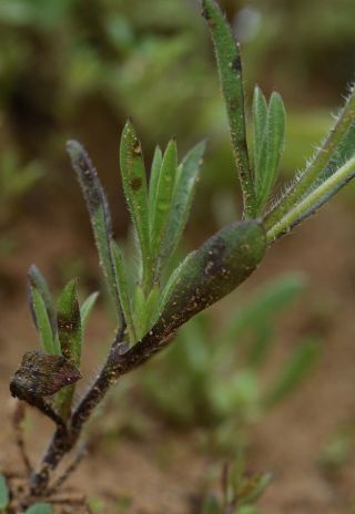 Silene gallica L. [7/10]