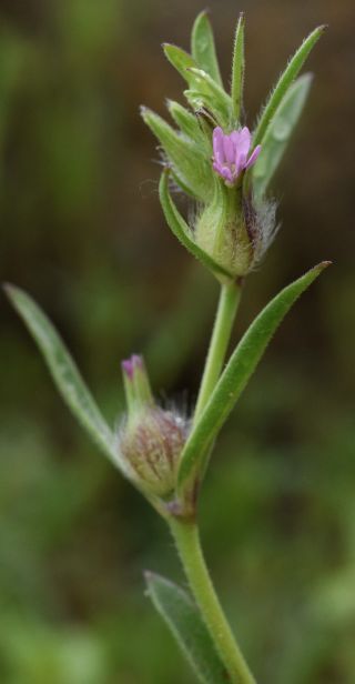Silene gallica L. [8/10]