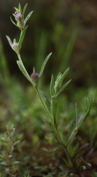 Silene gallica L. [9/10]