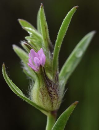 Silene gallica L. [10/10]