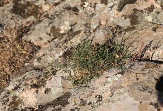 Silene mentagensis Cosson [1/5]