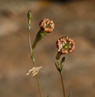 Silene mentagensis Cosson [2/5]