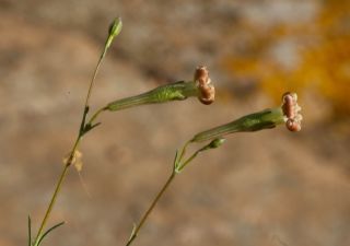 Silene mentagensis Cosson [3/5]