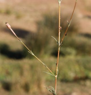 Silene mentagensis Cosson [4/5]