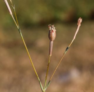 Silene mentagensis Cosson [5/5]