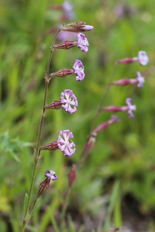 Silene nicaeensis All. [1/3]