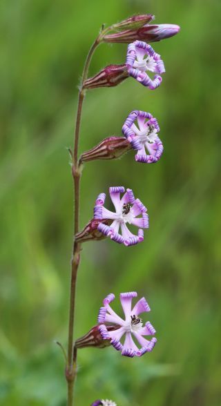 Silene nicaeensis All. [2/3]