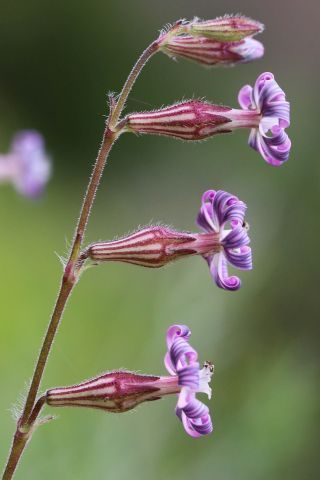 Silene nicaeensis All. [3/3]