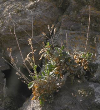 Silene patula subsp. amurensis (Pomel) Jeanmonod [1/10]