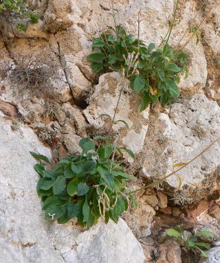 Silene patula subsp. amurensis (Pomel) Jeanmonod [4/10]