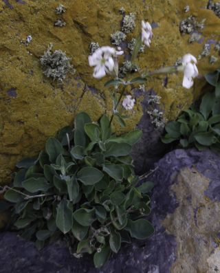 Silene patula subsp. amurensis (Pomel) Jeanmonod [5/10]