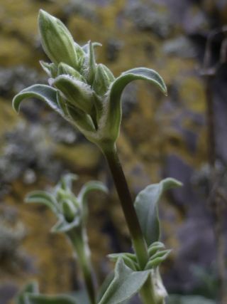 Silene patula subsp. amurensis (Pomel) Jeanmonod [6/10]