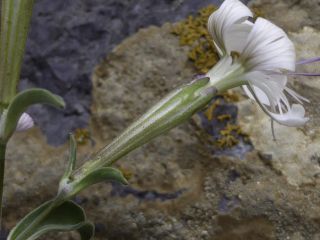 Silene patula subsp. amurensis (Pomel) Jeanmonod [7/10]