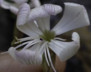 Silene patula subsp. amurensis (Pomel) Jeanmonod [8/10]
