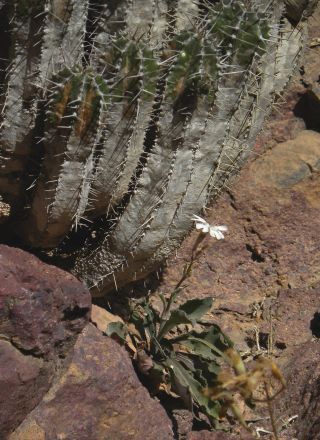 Silene patula subsp. amurensis (Pomel) Jeanmonod [2/10]
