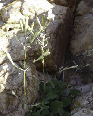 Silene patula subsp. amurensis (Pomel) Jeanmonod [10/10]