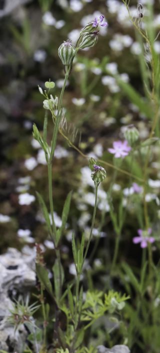 Silene secundiflora subsp. macrotheca (Braun-Blanq. & Maire) Greuter & Burdet [3/10]