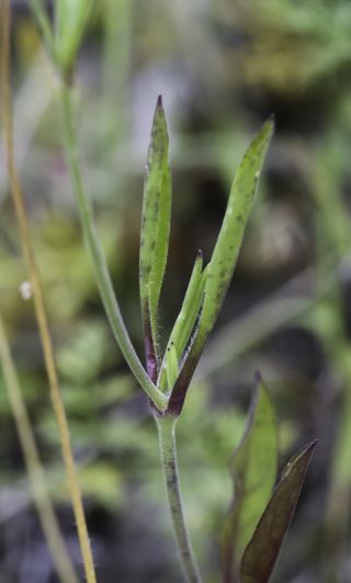 Silene secundiflora subsp. macrotheca (Braun-Blanq. & Maire) Greuter & Burdet [4/10]
