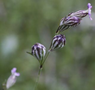 Silene secundiflora subsp. macrotheca (Braun-Blanq. & Maire) Greuter & Burdet [6/10]
