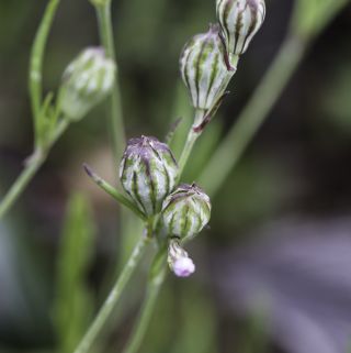 Silene secundiflora subsp. macrotheca (Braun-Blanq. & Maire) Greuter & Burdet [7/10]