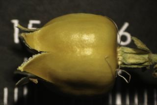 Silene secundiflora subsp. macrotheca (Braun-Blanq. & Maire) Greuter & Burdet [8/10]