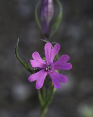 Silene stricta L. [5/8]