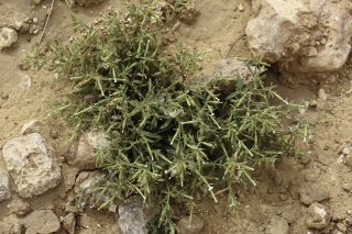 Silene villosa Forssk. [8/12]