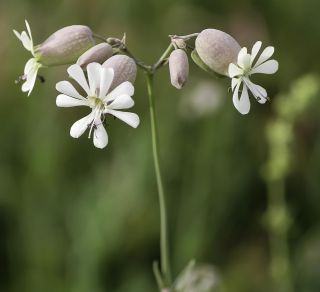 Silene vulgaris (Moench) Garcke subsp. vulgaris [3/10]