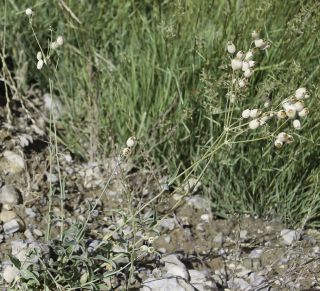Silene vulgaris (Moench) Garcke subsp. vulgaris [8/10]