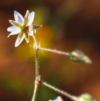 Spergula arvensis L. subsp. arvensis [6/9]