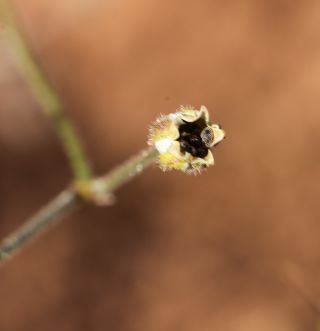Spergula arvensis L. subsp. arvensis [8/9]