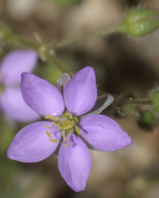Spergularia fimbriata Boiss. & Reuter [3/10]
