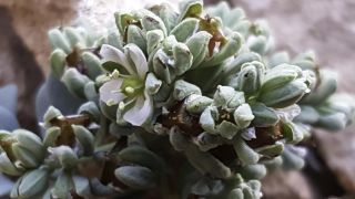 Telephium sphaerospermum Boiss. [7/7]