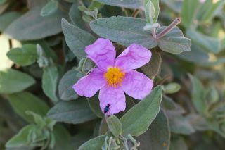 Cistus albidus L. [1/2]