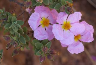 Cistus albidus L. [2/2]