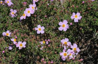 Cistus heterophyllus Desf. [1/3]