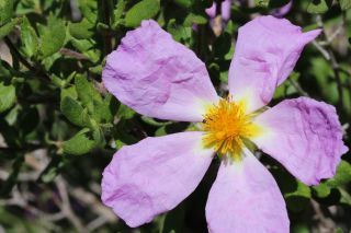 Cistus heterophyllus Desf. [2/3]