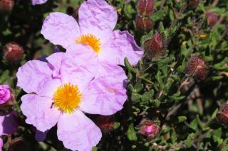 Cistus heterophyllus Desf. [3/3]