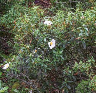 Cistus ladanifer subsp. mauritianus Pau & Sennen [1/10]