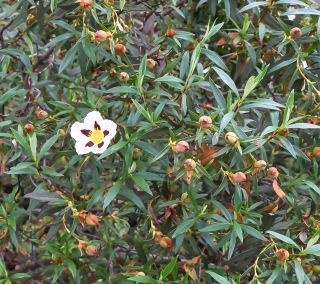Cistus ladanifer subsp. mauritianus Pau & Sennen [2/10]