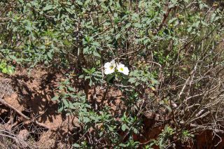 Cistus ladanifer subsp. mauritianus Pau & Sennen [5/10]