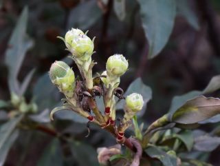 Cistus ladanifer subsp. mauritianus Pau & Sennen [8/10]
