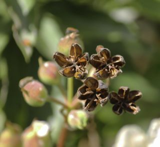Cistus laurifolius subsp. atlanticus (Pit.) Sennen & Mauricio [7/8]