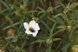 Cistus monspeliensis L. [6/6]