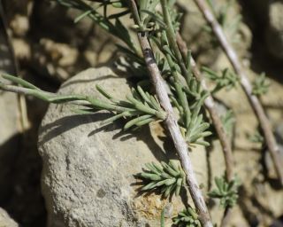 Fumana ericoides subsp. montana (Pomel) Güemes & Muñoz Garm. [3/11]