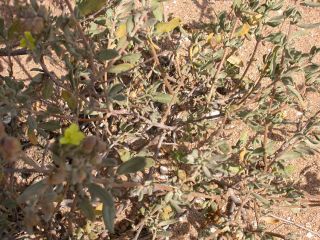 Helianthemum confertum Dunal var. australe Maire [1/11]
