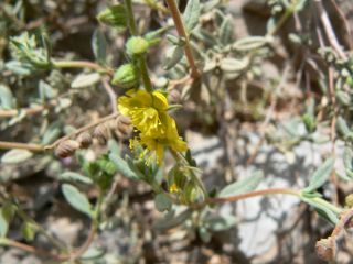 Helianthemum confertum Dunal var. australe Maire [2/11]