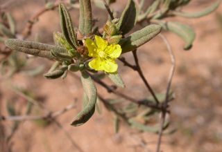 Helianthemum confertum Dunal var. australe Maire [3/11]