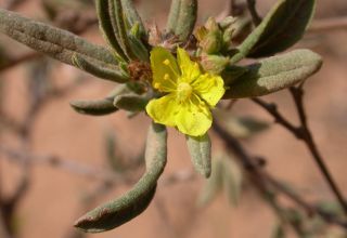 Helianthemum confertum Dunal var. australe Maire [4/11]