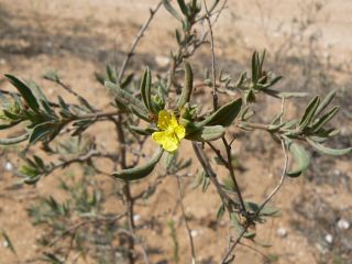 Helianthemum confertum Dunal var. australe Maire [5/11]